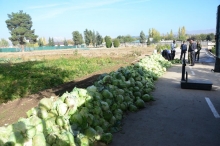 Таъмини маҳсулоти тару тозаи сабзавоти худӣ ба курсантону кормандони Академияи ВКД